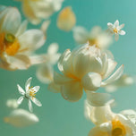O Ritual de Seshen - Conjunto de Presente Grande (4 peças)