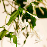 Coleção Privada Sweet Jasmine - Miniaturas de fragrância em bastão, 100 ml