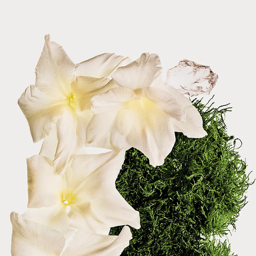 CALVIN KLEIN-CK COTTON MUSK body mist 236 ml-DrShampoo - Perfumaria e Cosmética