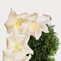 CALVIN KLEIN-CK COTTON MUSK body mist 236 ml-DrShampoo - Perfumaria e Cosmética