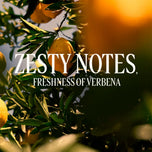 L'OCCITANE EN PROVENCE-VERVEINE AGRUMES desodorante em bastão 70 gr-DrShampoo - Perfumaria e Cosmética