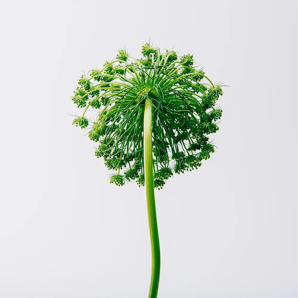 LOEWE-CAIXA AIR 3 pcs.-DrShampoo - Perfumaria e Cosmética