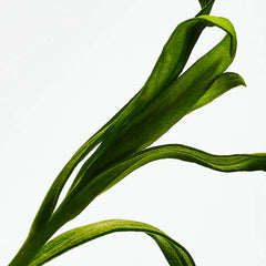 LOEWE-CONJUNTO DE PERFUME ESSENCE 3 pcs.-DrShampoo - Perfumaria e Cosmética