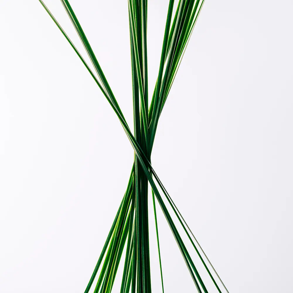 LOEWE-Caixa de Presente LOEWE Essence EDT 100ml 3 un.-DrShampoo - Perfumaria e Cosmética