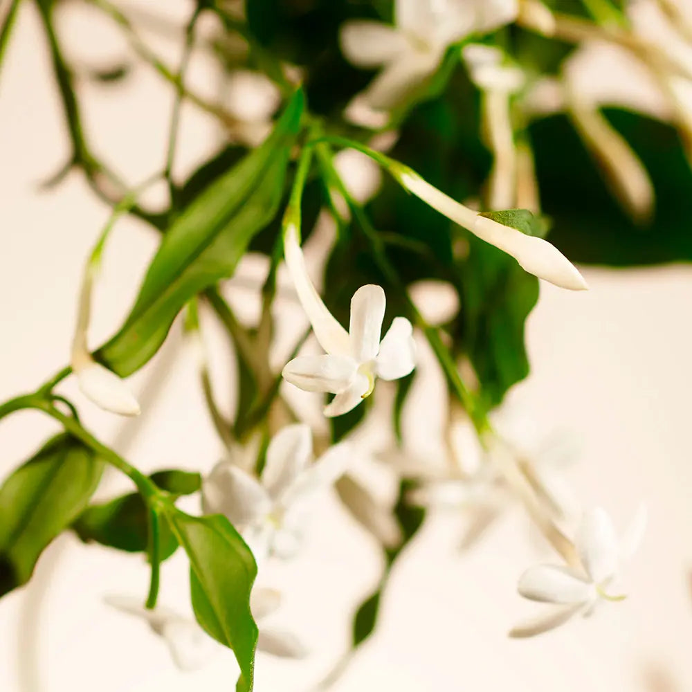 RITUALS-COLLECTION PRIVADA SWEET JASMINE perfume para casa 200 ml.-DrShampoo - Perfumaria e Cosmética