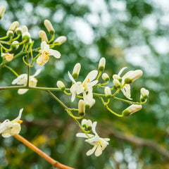 THE BODY SHOP-Gel de banho MORINGA 60 ml.-DrShampoo - Perfumaria e Cosmética