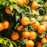 THE BODY SHOP-Gel de banho SATSUMA 60 ml.-DrShampoo - Perfumaria e Cosmética