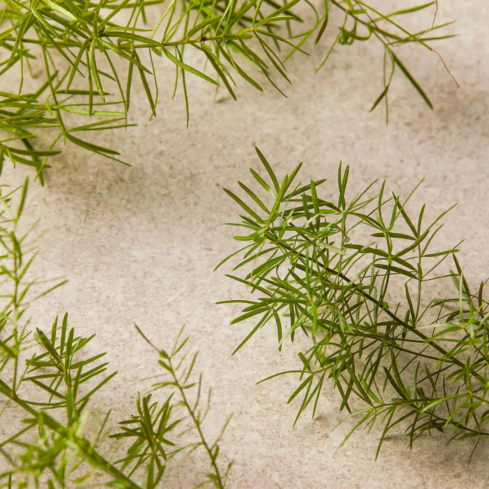 THE BODY SHOP-TEA TREE limpador facial 60 ml-DrShampoo - Perfumaria e Cosmética