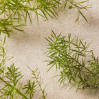 THE BODY SHOP-TEA TREE limpador facial 60 ml-DrShampoo - Perfumaria e Cosmética